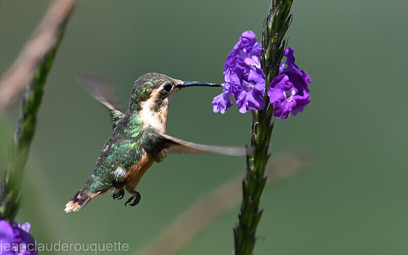 White-Bellied Woodstar Female - Huembo lodge  2022 Colibris du Pérou