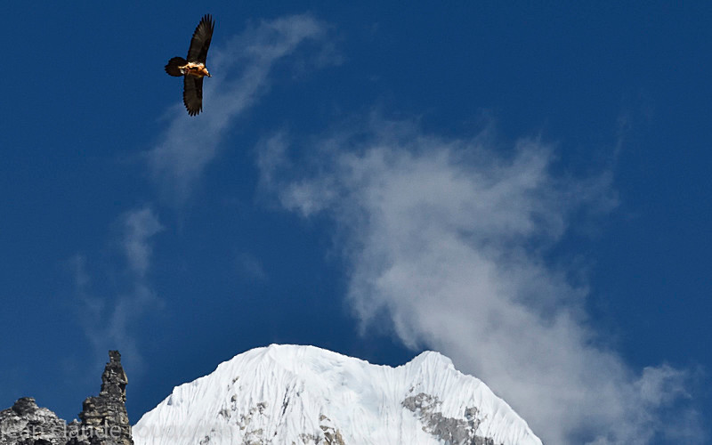 Bearded Vulture - Kanchenjunga trek (2018)