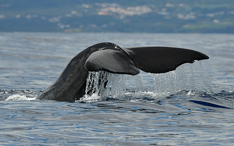 The tail of the sperm whale - Açores 2020