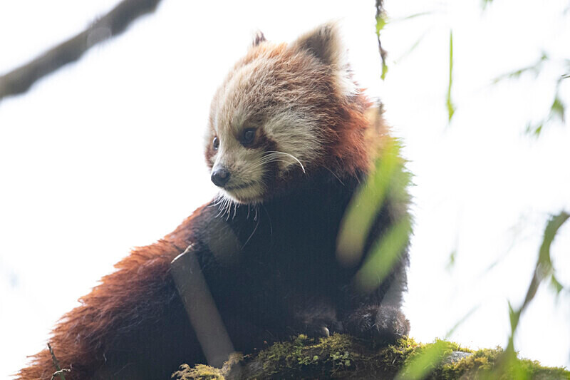 Red Panda - Singalila National Park February 2025 North East India