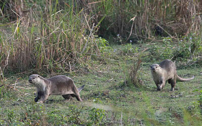 Otters Family - Kaziranga National Park Noth East India 2025