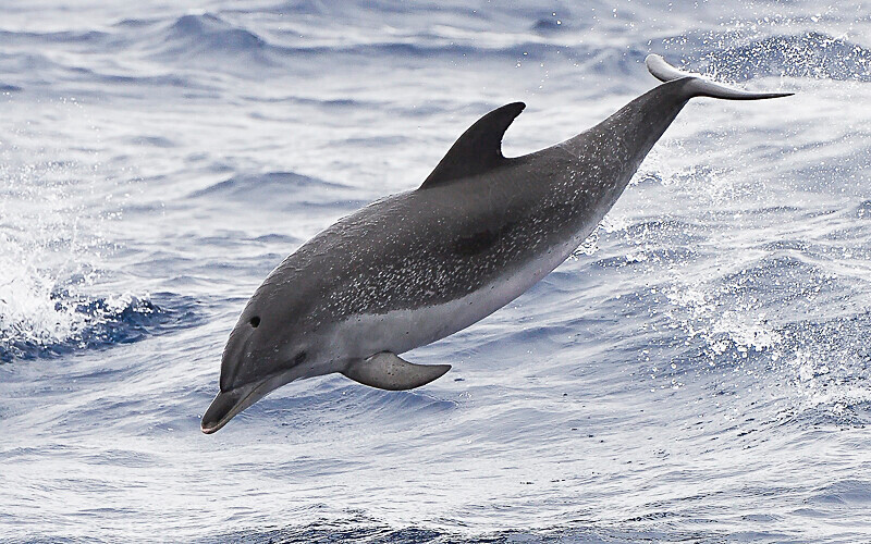 Dauphin tacheté - Azores (2019)