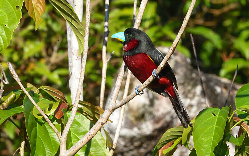 Kinabatangan river - Sabah avril 2024 Borneo Malaisie