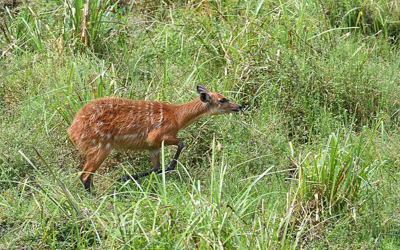 Sitatunga in Langoué baï - Ivindo national park (Gabon 2024)