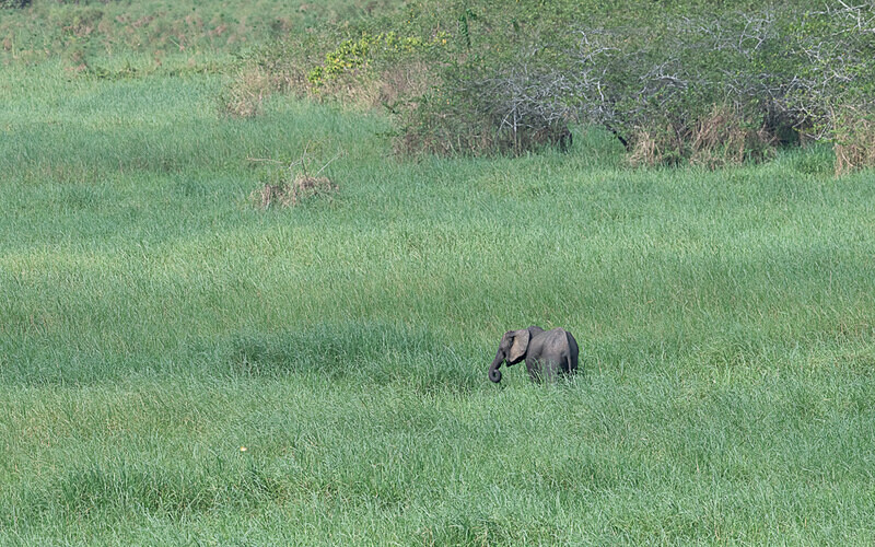  - Loango national park (Gabon 2024)