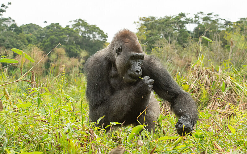 Silver back - Loango national park (Gabon 2024)