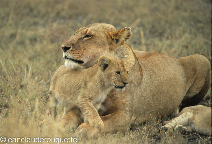 Mother and cub - Serengeti N.P. and N'gorongoro Tanzania 1998, 2005 and 2006