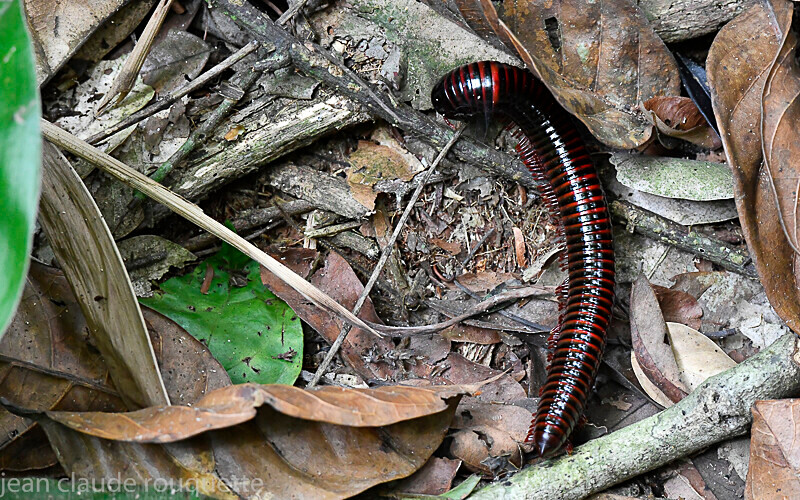 Male millipede - Odzala National Park (République du Congo (2019)