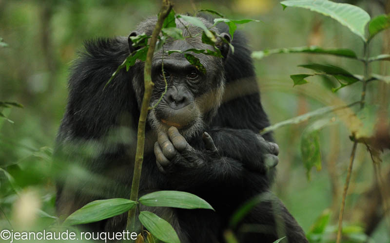 The dreamer. - Kibale N.P. Uganda 2012