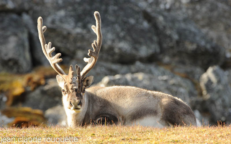 Deer. - Svalbard et Norvège 2011