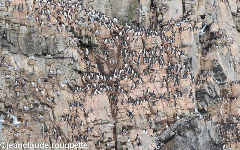 A cliff in Bylot island full of Brunnich guillemots - North Canada 2012