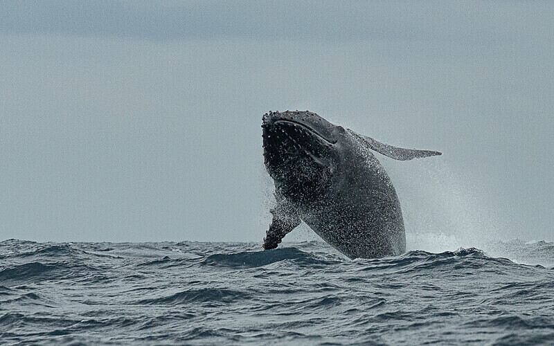 Humpback whale - Loango national park (Gabon 2024)