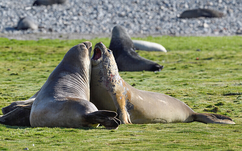 Young Elephant seals fighting Fortuna bay - Ushuaïa Malvinas South Georgia Antartica Peninsula