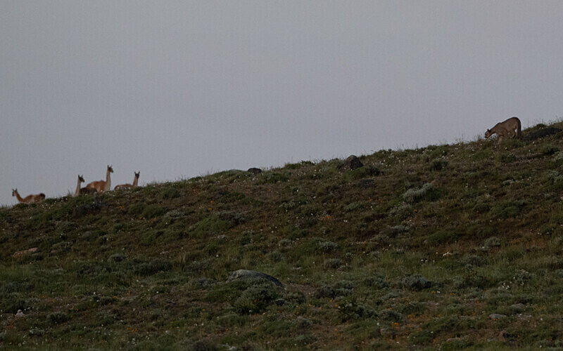 Puma and Guanacos - Patagonie Chilienne: Magellan Channel and Torres del Paine N.P.