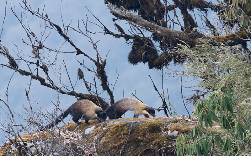 Yellow-throated Marten - Singalila National Park February 2025 North East India