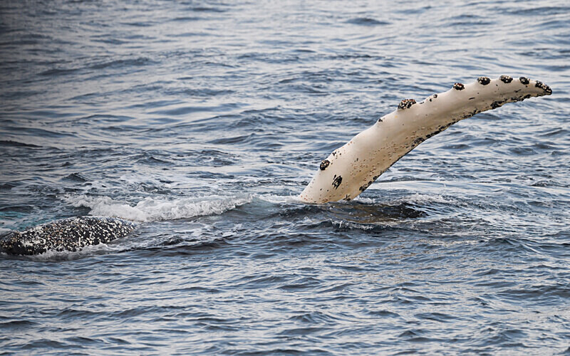 Humpback whale - Ushuaïa Malvinas South Georgia Antartica Peninsula