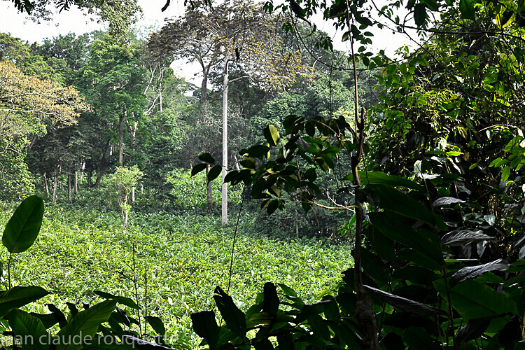 Marantaceae forest - Odzala National Park (République du Congo (2019)