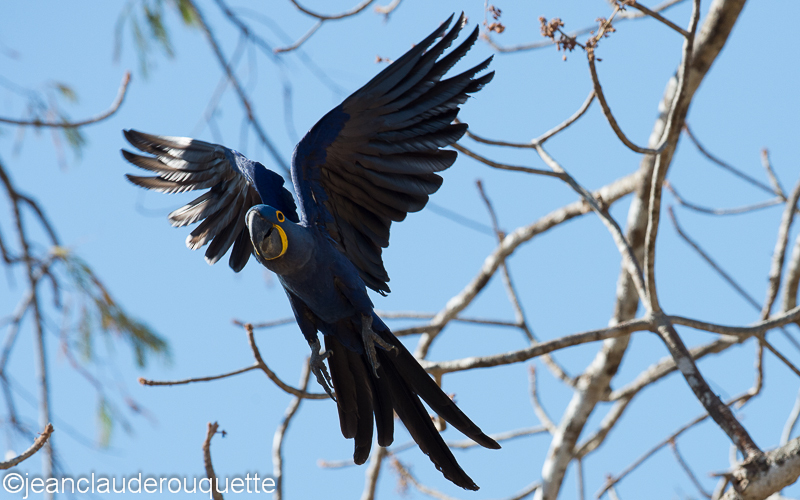 Hyacinth macaw - Pantanal Brazil 2015