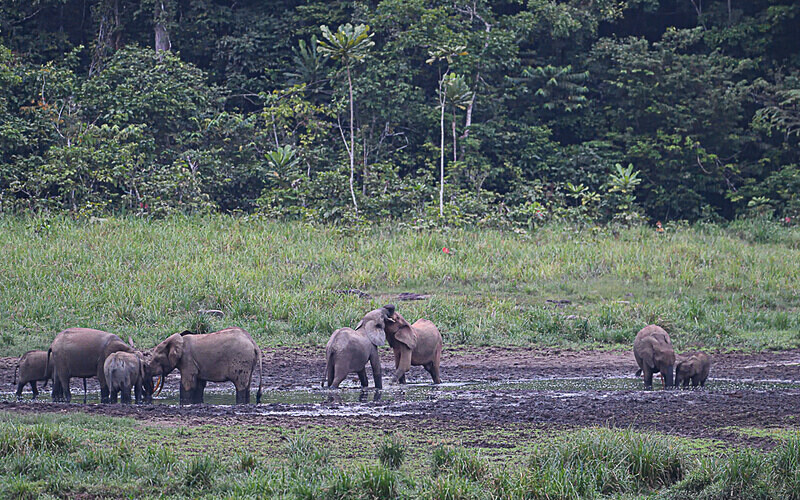 Ellephants in Langoué baï - Ivindo national park (Gabon 2024)