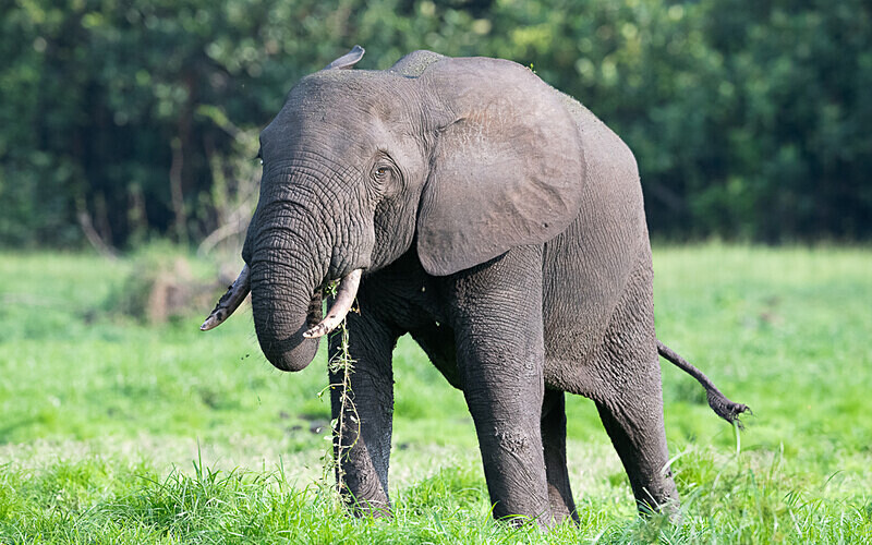  - Loango national park (Gabon 2024)