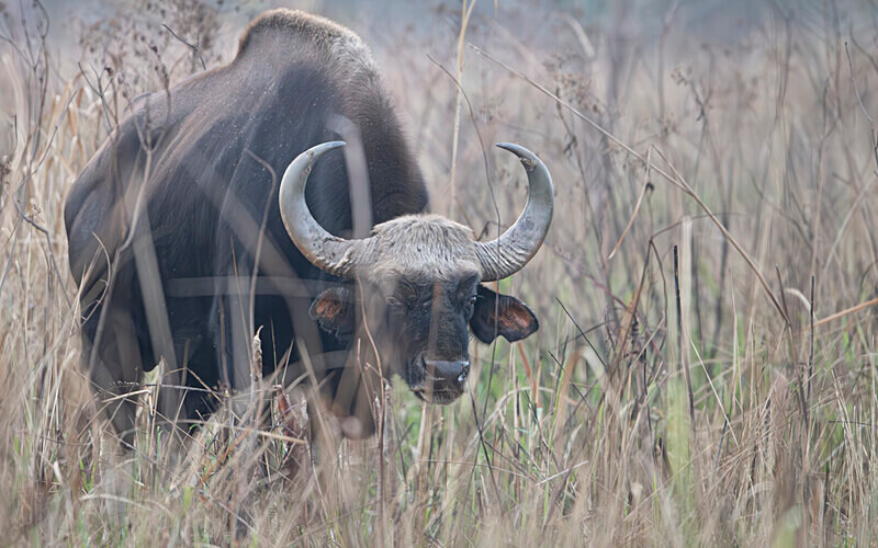 Gaur - Manas National Park North East India 2025