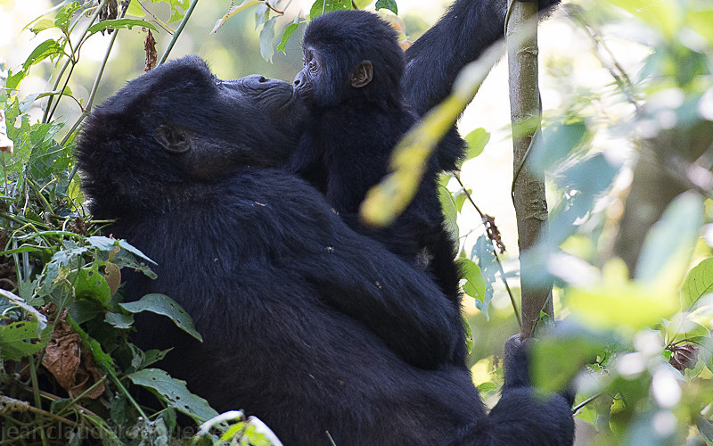Bwindi (Ruhija) - Uganda 2016