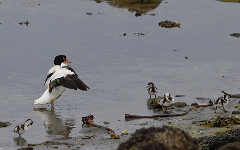 Tadorne Belon at Foddam - Shetlands and Cairngorn national park (Scotland)