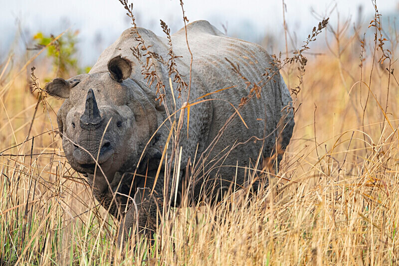 A gentle rhinoceros - Manas National Park North East India 2025