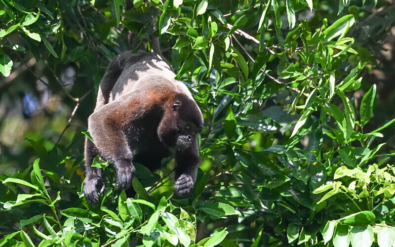 Wooly Monkey - Pacaya Samiria Pérou 2022