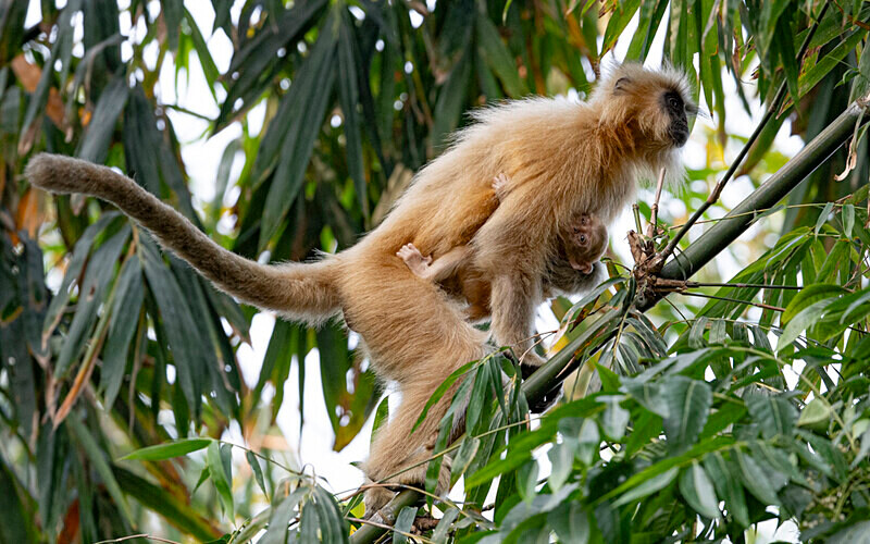 Golden Langur - Manas National Park North East India 2025