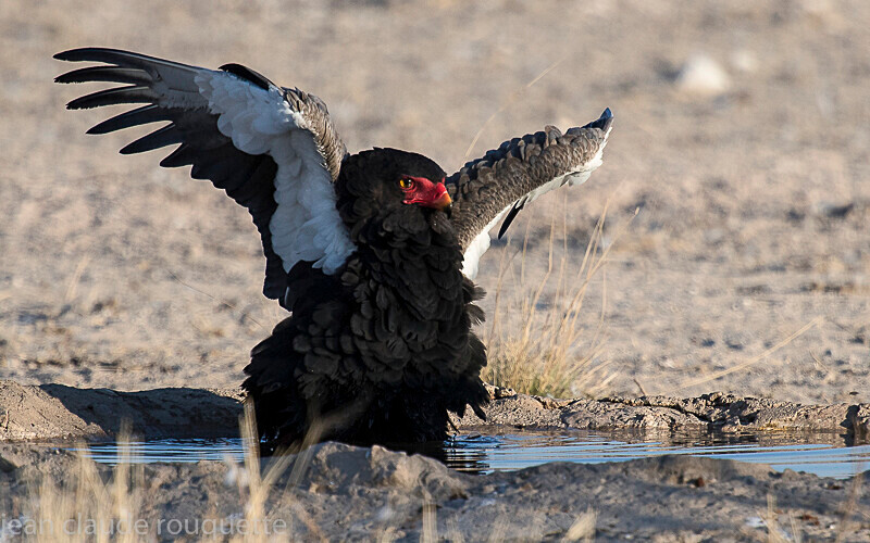 Male bateleur eagle - Kgalagadi transfrontier park (2017)