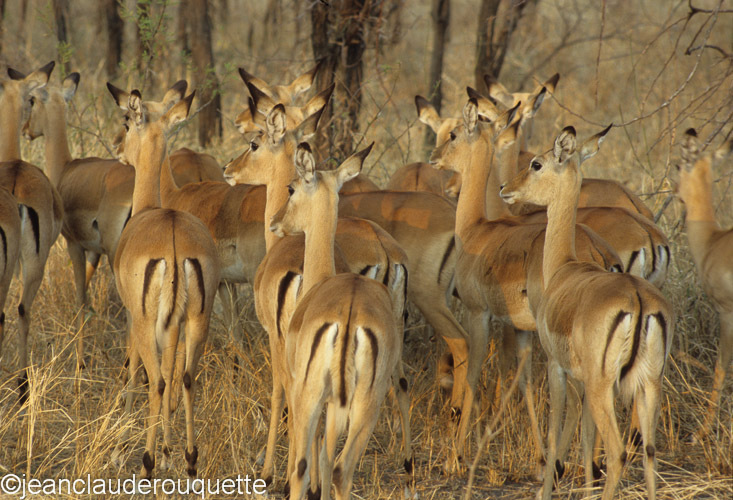Female impalas - Serengeti N.P. and N'gorongoro Tanzania 1998, 2005 and 2006