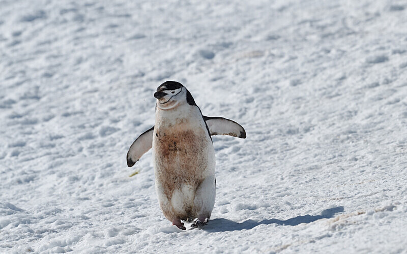 Chinstrap Penguins - Ushuaïa Malvinas South Georgia Antartica Peninsula