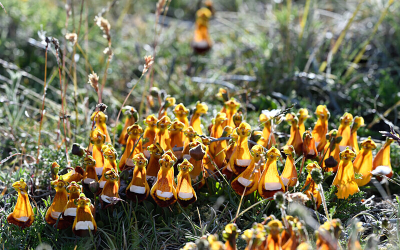 Mountain Orchid - Patagonie Chilienne: Magellan Channel and Torres del Paine N.P.