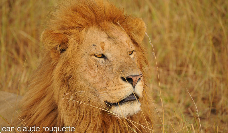 Lion - Masai mara 2009 oloololo gate (Kenya 2009)