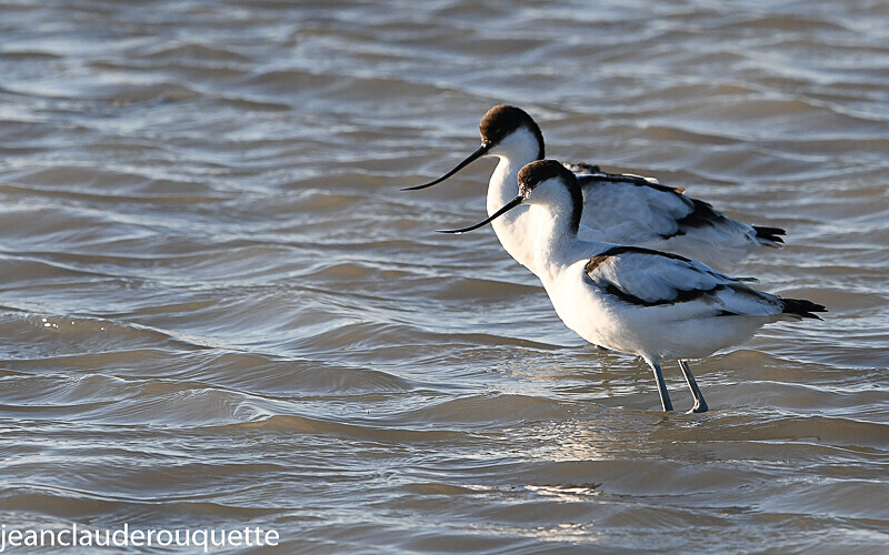 Couple d'avocettes - Méditerranée/ Mediterranean