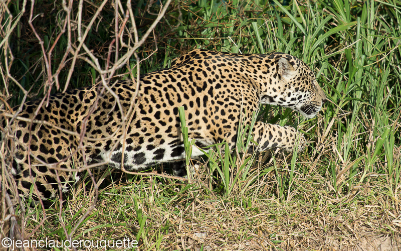 Jaguar  looking  for food - Pantanal Brazil 2015