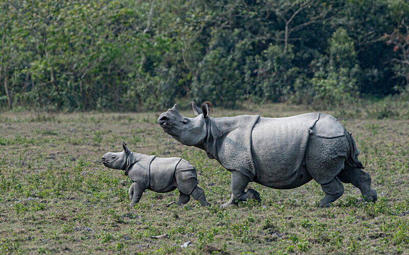 Rhino - Kaziranga National Park Noth East India 2025