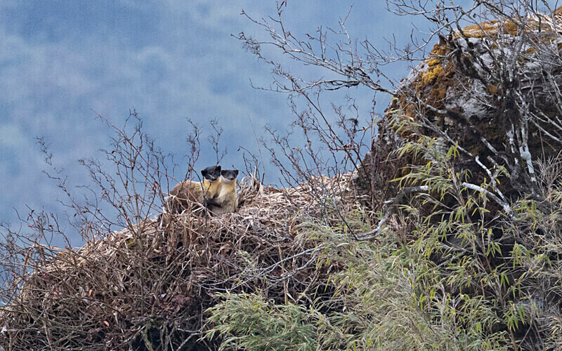 Yellow-throated Marten - Singalila National Park February 2025 North East India