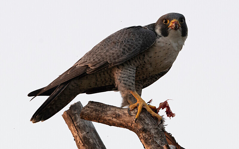 Peregrine Falcon - Sundarban National Park North East India February 2025