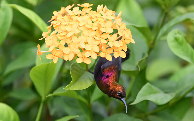 Copper sunbird - Parc national de La Lope (Gabon 2024)