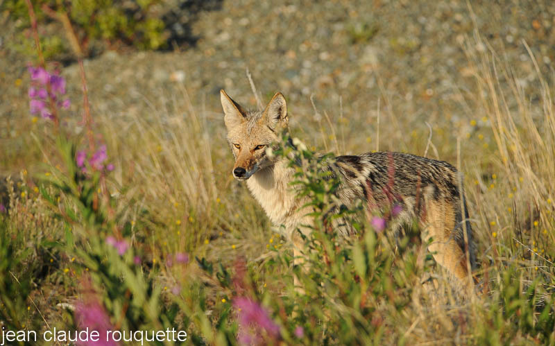 Coyote on the road to Denali National Park - Denali national park (Alaska 2010)