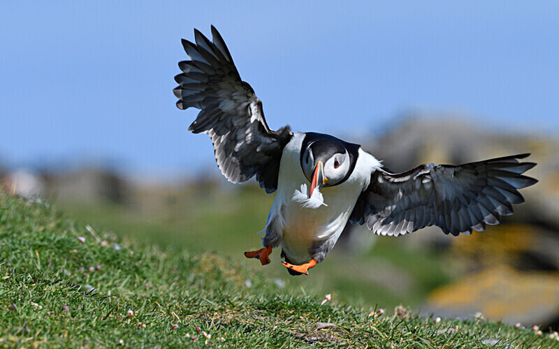 Noss Island - Shetlands and Cairngorn national park (Scotland)