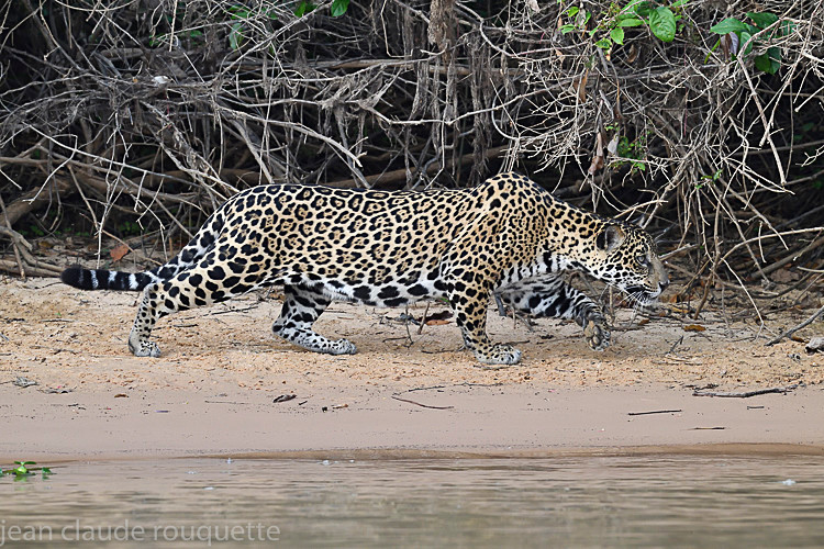  - Pantanal 2018 Porto Jofré