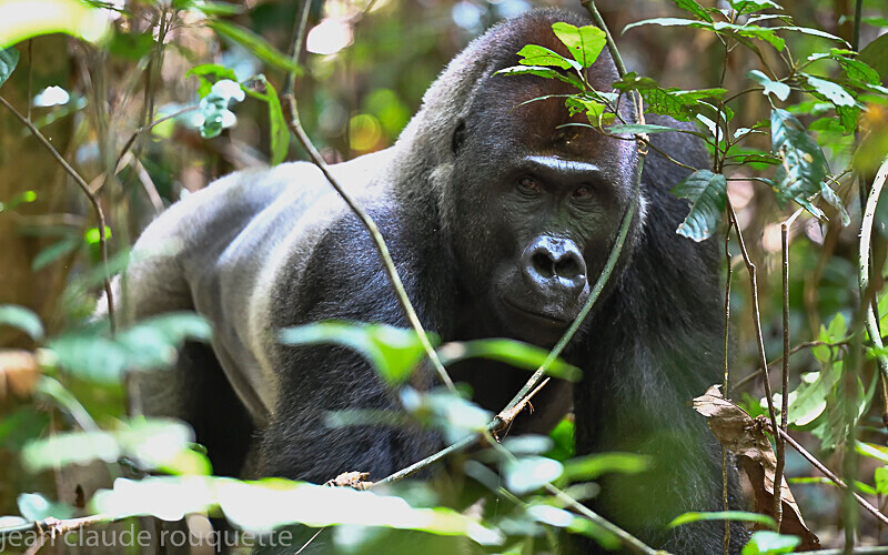  - Dzanga Sangha National Park (République Centrafricaine) 2019
