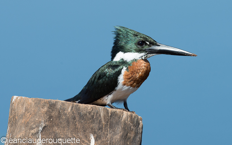Amazon kingfisher - Pantanal Brazil 2015