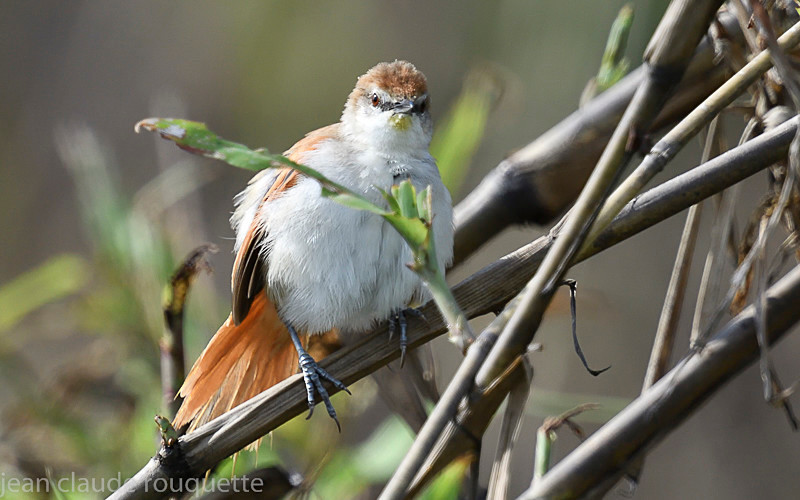 Yellow-shinned Spinetail - Mamiraua (brésil 2018)