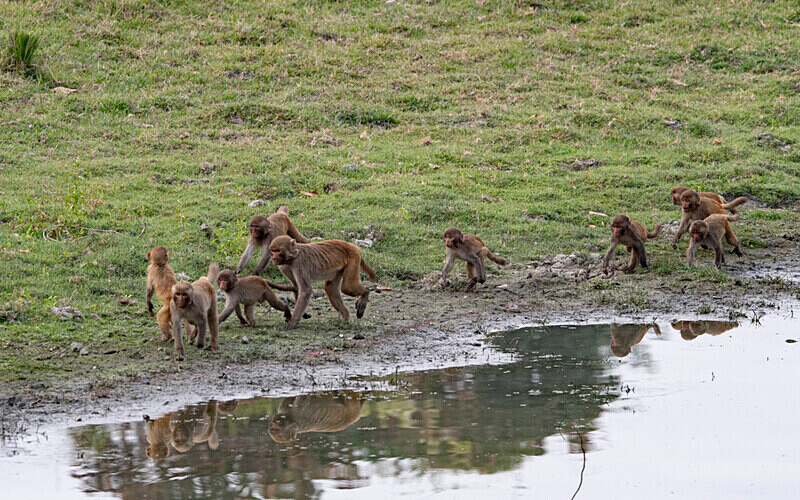 Assamese Macaque Family - Kaziranga National Park Noth East India 2025