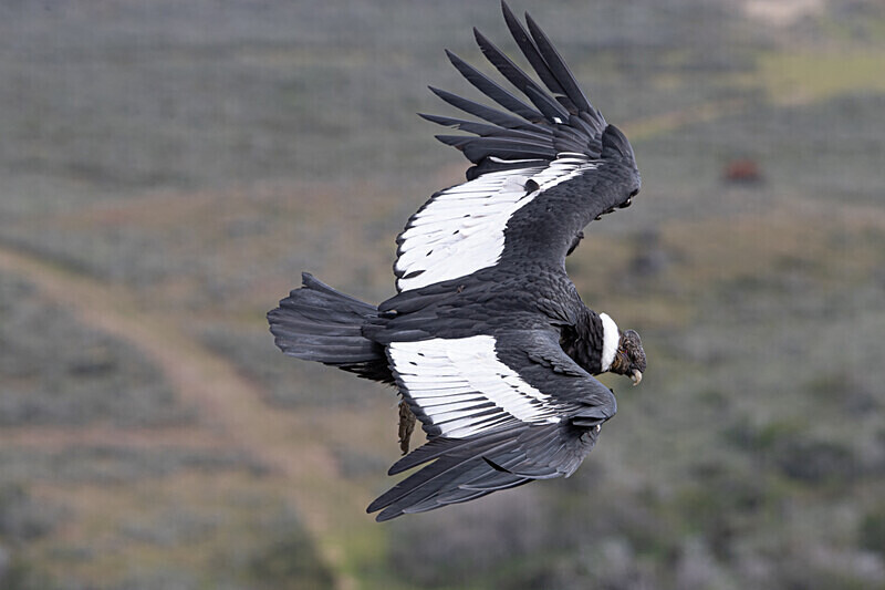 Andean Condor - Patagonie Chilienne: Magellan Channel and Torres del Paine N.P.