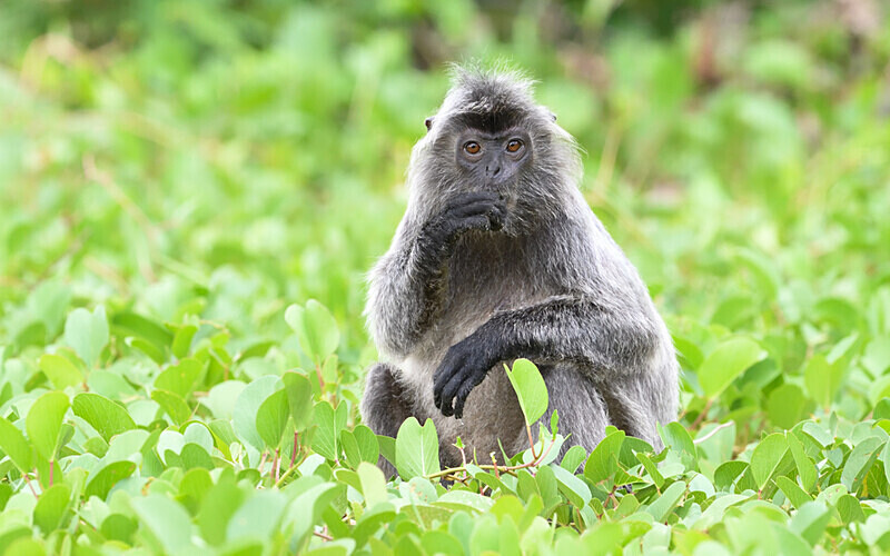 Silver leaf monkey - Sarawak (avril 2024) Borneo Malaisie